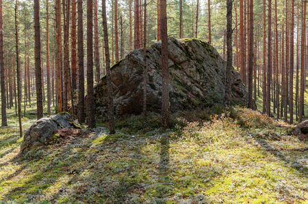 large rock in a pine forest on a sunny dayの写真素材