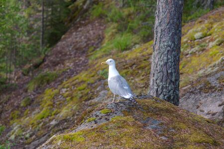 Seagull sitting on a rock in the forestの写真素材