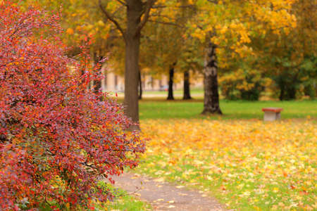 landscape in the autumn park with red leaves