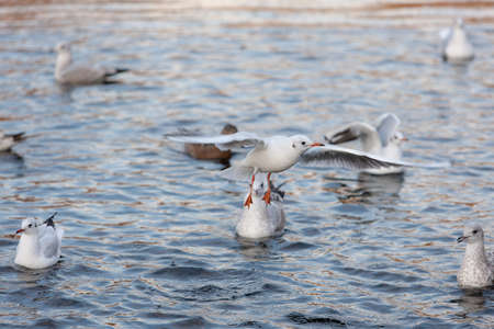 flock of seagulls in the lake waterの写真素材