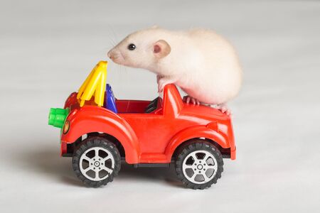 portrait of a little rat on a toy carの写真素材