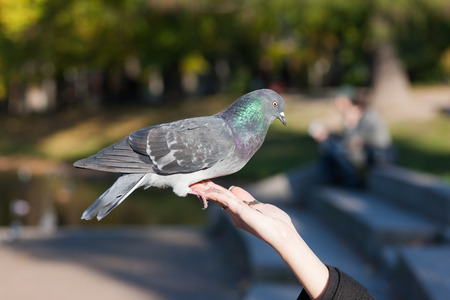 Pigeon eating seeds from the hand of the girlの写真素材