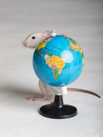 domestic baby rat with a toy globeの写真素材