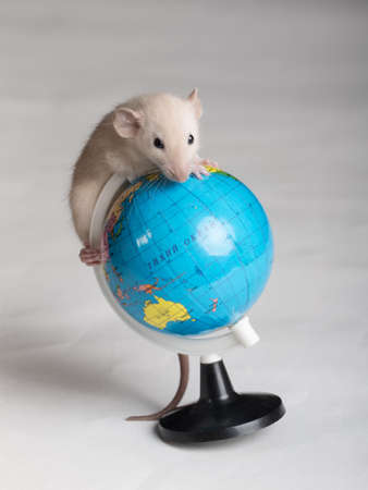 domestic baby rat with a toy globeの写真素材