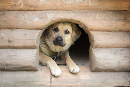Portrait of a dog in a wooden kennelの写真素材
