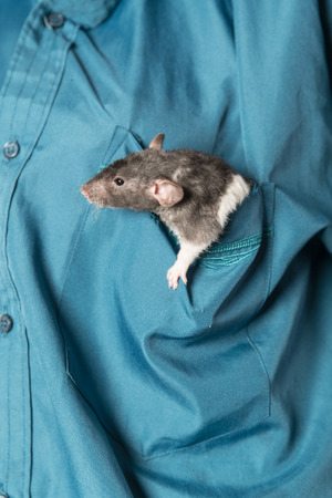 domestic baby rat in a shirt pocketの写真素材