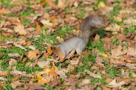 squirrel on the grass with autumn leavesの写真素材