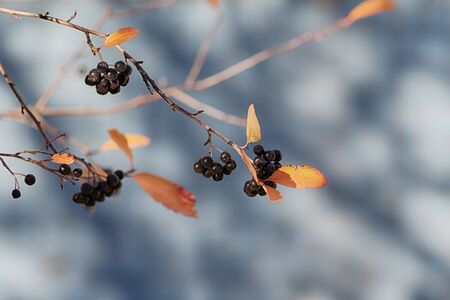 branches of ripe black chokeberry in autumn