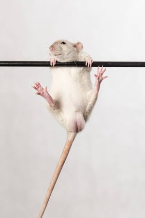 baby rat on a stick close upの写真素材