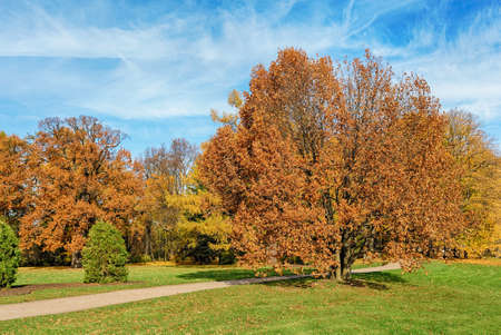 sunny landscape with autumn trees in the park