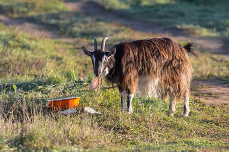 domestic goat on the grass in a sunny dayの写真素材