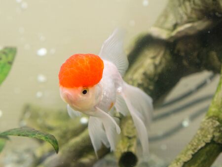 goldfish with a red cap in an aquarium closeupの写真素材