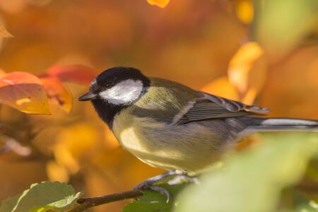 tit closeup portrait among the autumn leavesの写真素材
