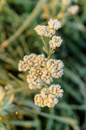 white flowers in the frost in the cold autumn morningの写真素材