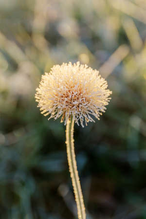 white flower in the frost in the cold autumn morningの写真素材