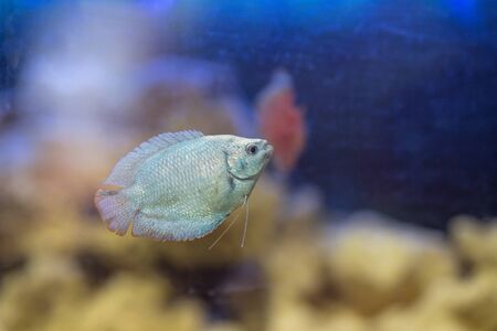 dwarf gourami in the water tank close upの写真素材