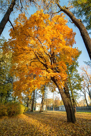 autumn maple with colorful leaves on a sunny day