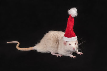 domestic rat in a cap of Santa Clausの写真素材