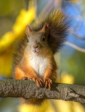 Portrait of a squirrel on a branch autumn treeの写真素材