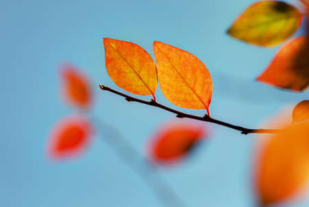 branch with autumn leaves against the skyの写真素材