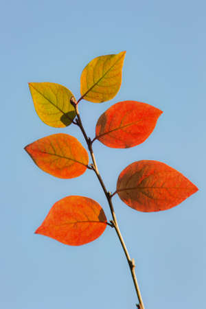 branch with autumn leaves against the skyの写真素材