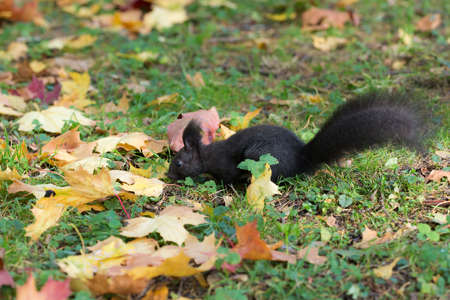 black squirrel on the grass in the autumn forestの写真素材