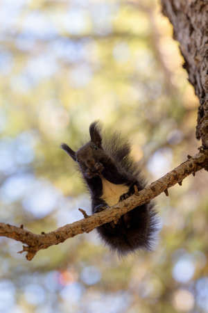 black squirrel sits on a tree branchの写真素材