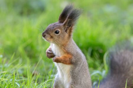 Portrait of a squirrel in the grass closeupの写真素材