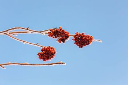hoarfrost on a branch of rowan in frosty morningの写真素材