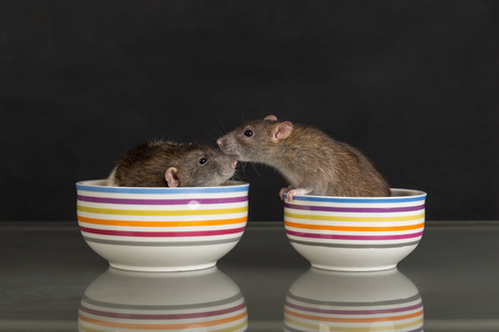 two domestic rats in a pot on the tableの写真素材