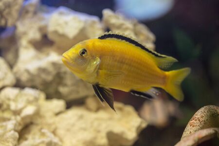 Labidochromis yellow in water tank close upの写真素材