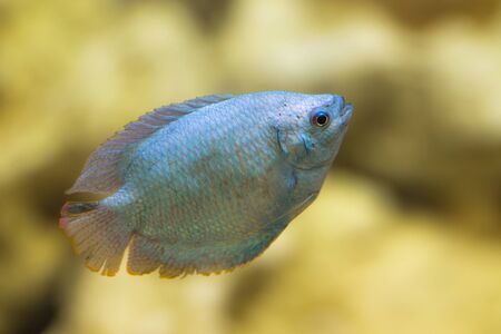 dwarf gourami in the water tank close upの写真素材