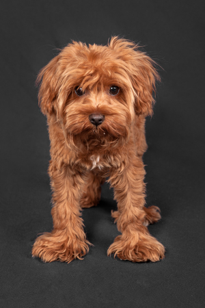 Portrait of a puppy of breed the Petersburg Orchidの写真素材