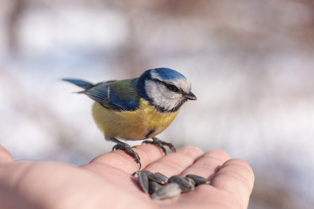 bluetit on a hand of the personの写真素材