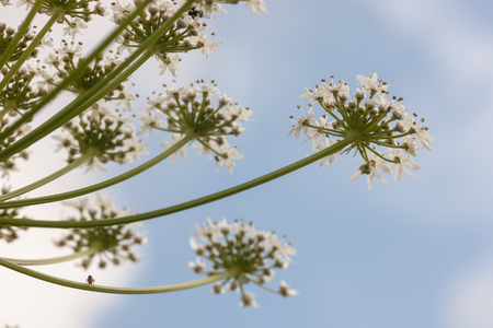 stalks of cow parsnip close up against the sky
