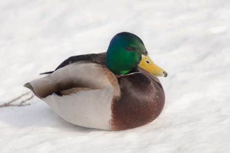 Portrait of a duck on snow close upの写真素材