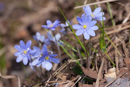 anemone blue flowers in spring close up