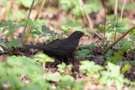 blackbird in the spring grass close upの写真素材