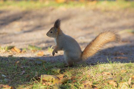 squirrel sitting on the grass in autumn day