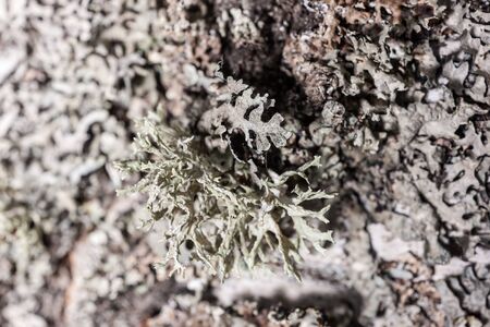 lichen on the bark of a tree close upの写真素材