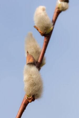 willow branch with buds in spring close upの写真素材