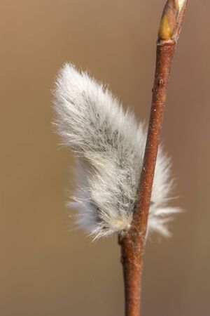 willow branch with buds in spring close upの写真素材