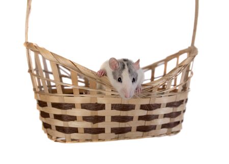 Small domestic rat in a basket, isolated on whiteの写真素材