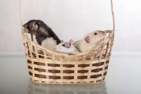 Three different domestic rats in a basketの写真素材
