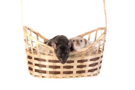 domestic rats in a basket, isolated on whiteの写真素材