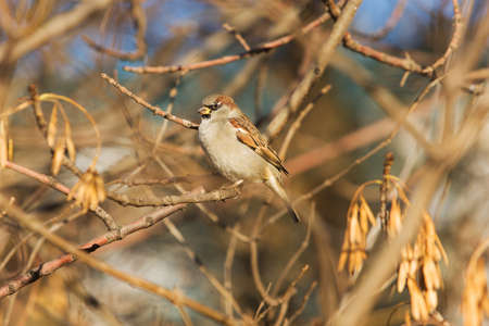 Sparrow on a tree branch in autumn day