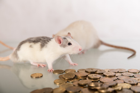 Young domestic rats with metallic gold coinsの写真素材