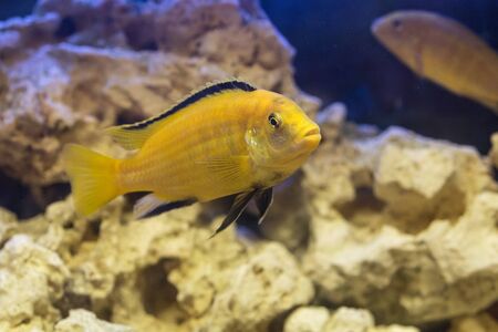 Labidochromis yellow in aquarium water close upの写真素材