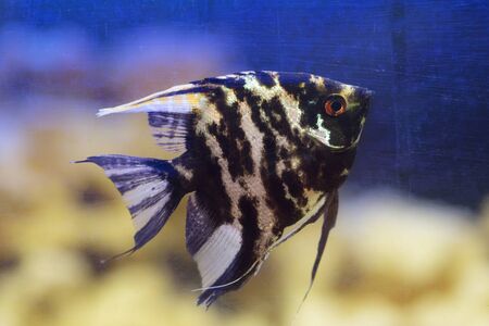 black angelfish in an aquarium close up