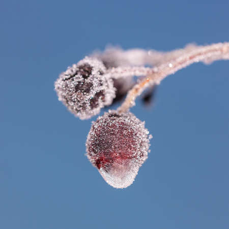 Aronia berries in the frost on the background of the skyの写真素材